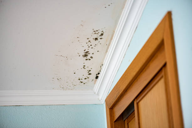 Best Same-Day Mold Removal  in Stonecrest, GA